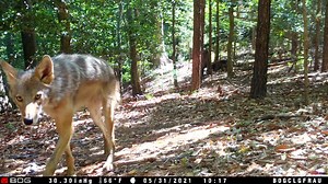 Great video from the Bog Clandestine trail camera. | Trailcampro.com