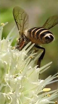 ネギのお花に訪花する、ニホンミツバチ20260428