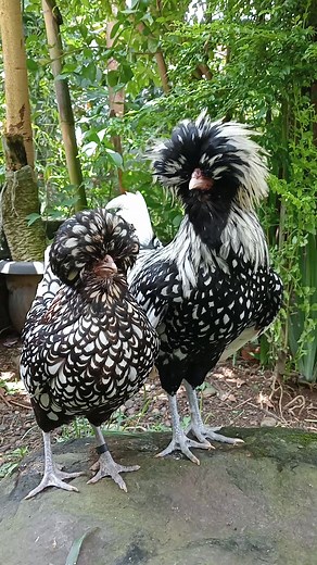 Silver Laced Polish Bantam #ayamhias #ayampoland #ayambatik #ayampolandbatik #silverlacedpolish #polishchicken #ternak #ternakayam #kandang #farm #pets #aviary #kebun #satwa #hiasan #hobi #peternakan #hewan #hewanlucu #hewanpeliharaan #garden #taman #pecintabinatang #lebaran2024 #fyp #fypシ゚viral #fypage #sarch #viral #tiktok #ayamtiktok🐔