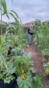 Today’s garden harvest brought in a sweet little cabbage and a mix of black-eyed and purple hull peas! Wishing everyone a safe and meaningful Memorial Day weekend. Take a moment to remember, relax, and enjoy time with loved ones. | The Okra Lady LLC