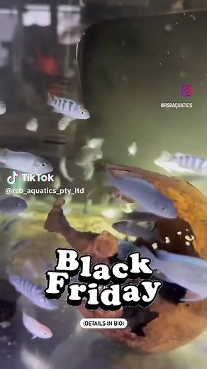 Black Friday Sale: 20% Off All Fish at RSBAquatics