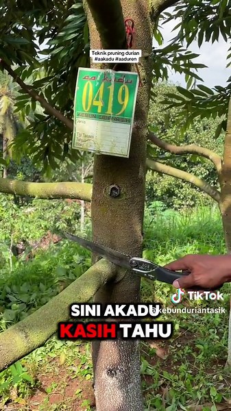 Teknik Pruning Pohon Durian: Petunjuk Lengkap untuk Pertumbuhan Optimal