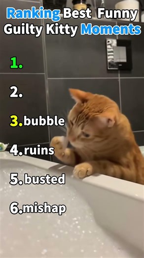 Ranking Best Funny Guilty Kitty Moments #funny #cat