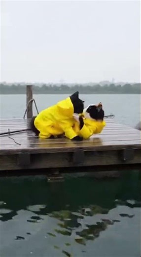 EPIC Fishing Fail! 🎣 You Won't BELIEVE What These Cats Do! (HILARIOUS)