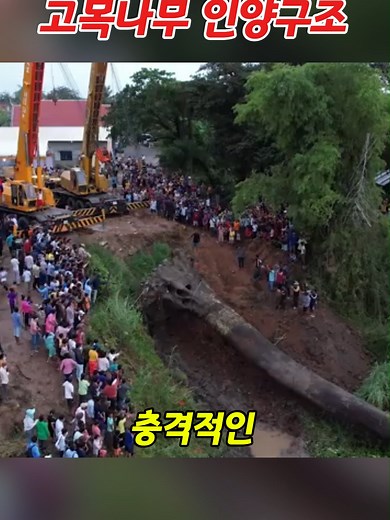 진흙속 고목나무 인양의 경이로운 순간