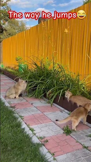 cat video for cat to watch string