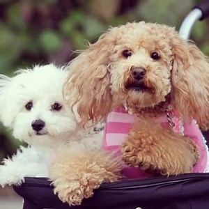 40K views · 223 reactions | MELBOURNE DOG OWNERS: Are you aware that...