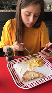 420K views · 24K reactions | Is this monkey known as the smallest monkey in the world  #animal #animalsoftiktok #animallover #Love #rescueanimals #marmoset | Masokapowerproducts | Facebook