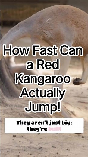 How Fast Can a Red Kangaroo Actually Jump!