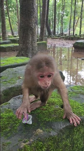 Ep1143. Adorable Monkeys That Will Melt Your Heart