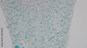 The study of plant tissues under the microscope in the laboratory.