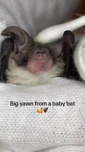 Sleepy Baby Bat Enjoys Head Scritches