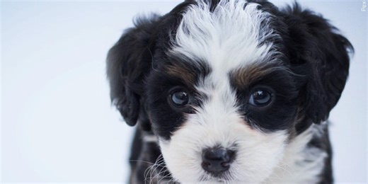 ON YOUR SIDE SCAM SCHOOL: Beware of new puppy scams; Social Security scam