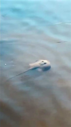 Baby Blue Ray #nature