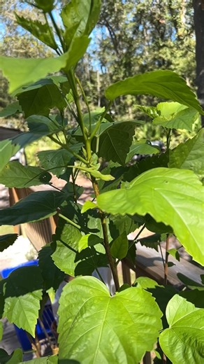 Here Lizzzard Lizzzzard 😍 #florida #reptiles #plants #hibiscus #lizardlife #naturelovers #naturephotography | Connie Lynn Wood