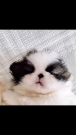 pekingese breeder Worldwide shipping✈🛫🚀#페키니즈분양 #pekingese #페키니즈 ☎️Whatsapp#몬스터페키니즈 #페키 #페키니즈 #파티칼라페키니즈 #아기페키 #아기페키니즈 #monsterpekingese #whitepekingese #pekingesebreeder #Pekingese