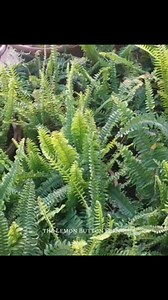 The Lemon button Fern 🪴 L o v e .&. P e a c e True Colors of Heart & Soul #plants #nature #vlog #reelsfb #goodvibes #morningvibes | L o v e .&. P e a c e True Colors of Heart & Soul