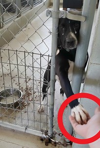 728K views · 18K reactions | In a shelter where hundreds of dogs...