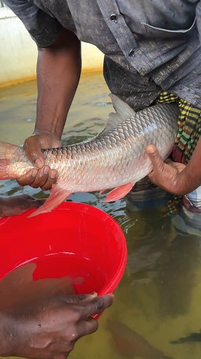 168K views · 594 reactions | Rohu Fish Breeding System #reels | Extreme Fish World | Facebook