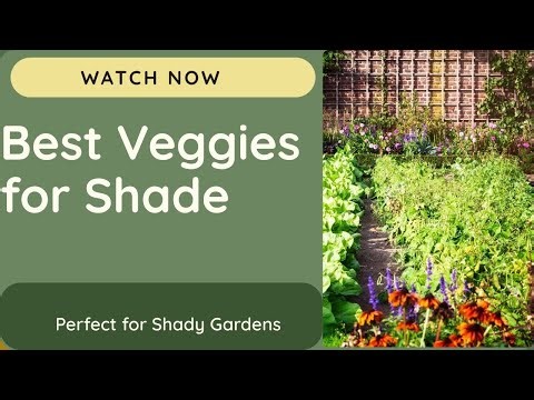 Can You Grow Tasty Carrots Without Sun?