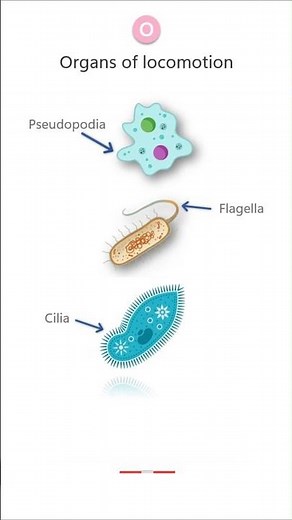 ORGANS OF LOCOMOTION in PROTOZOA #protozoa #parasitology #microbiology #biology #science #pathology