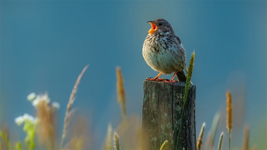 Yellowhammer Signals the Start of a New Day