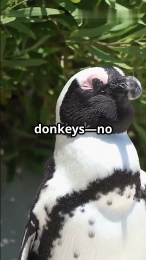 Why African Penguins Are Called Jackass Penguins! 🐧😂|#factworld |#penguin |#facts