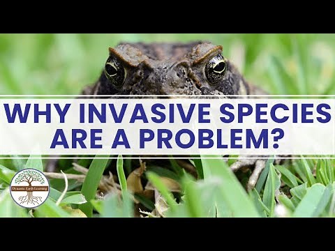 Why Invasive Species Are a Problem Dynamic Earth Learning