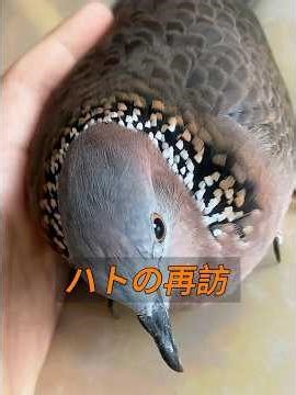 A woman living abroad found an injured pigeon, rescued it, and released it back into the wild. Un...