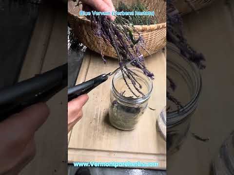 Blue Vervain (Verbena hastata) How to identify, harvest and make a tincture.