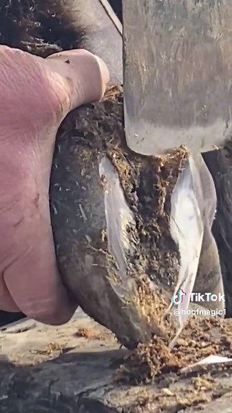 Satisfying Donkey Hoofs Cleaning and Care