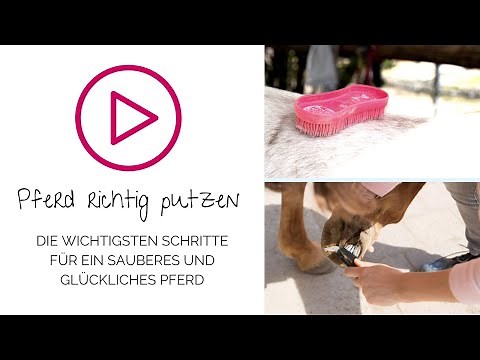 So putzt Du Dein Pferd richtig