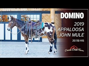SOLD Domino, 2019 Appaloosa John Mule | Boone County Draft & Mule Sale