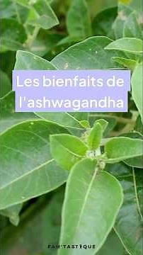 Ashwagandha : bienfaits et usages de cette plante ayurvédique