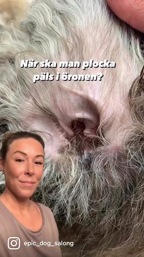 Grundregel nr 1. Ser man ner i örat behöver man inte plocka/rycka päls. Hur mycket päls i öronen hunden har är från individ till individ. Bara för att man har en tex pudel behöver man inte rycka päls om man ser ned i hörselgången. Var väldigt restriktiv hur mycket åt gången man plockar. Det är inte ovanligt att hunden kan få en reaktion pga för mycket avlägsnas päls på kort tid. Raser som kan ha mer tillväxt än andra tex: lagotto, pudel, schnuzer, vattenhundar. Om det är en massa päls och man in