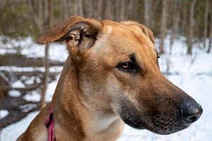 German Shepherd Greyhound Mix: The Strong & Speedy Shephound