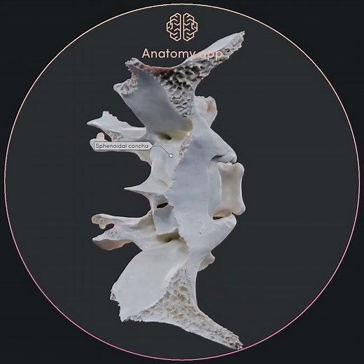 Sphenoid bone and its landmarks