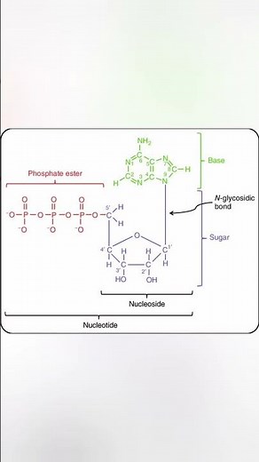 Structure of DNA Explained | Double Helix Model | NCERT Biology | NEET