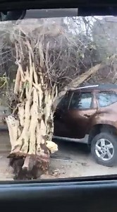 4.8K views · 46 reactions | A car is damaged following the heavy rains which caused a tree to fall onto the parked vehicle. The incident took place in Um Al Hassam behind Moon Plaza opposite of the Electricity and Water Building. Credit : Sunny | News Of Bahrain | Facebook
