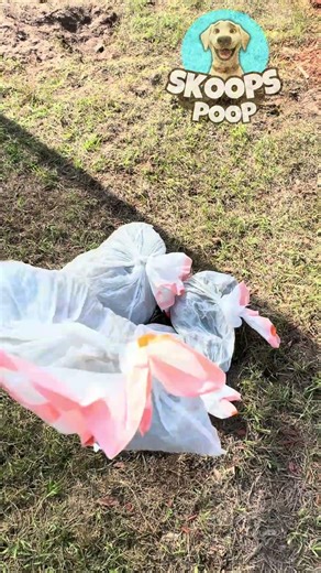👋 𝐕𝐚𝐥𝐫𝐢𝐜𝐨, 𝐅𝐋 Dog Owners - 𝐖𝐄 𝐒𝐂𝐎𝐎𝐏 𝐏𝐎𝐎𝐏 #www.skoopspoop.com #skoopspoop