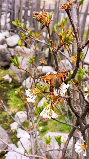 kalam swat spring weather.#flowers #nature #hiking #mountainswiev 🌼🌺