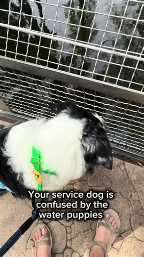 Service Dog Meets Alligators: A Funny Encounter