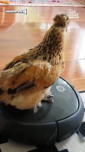 129K views · 1.1K reactions | What's the name of this chicken's TED talk? ✨ | The Pet Collective | Facebook