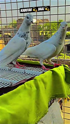 #pigeon #kabootarba #quranurdutranslation #quranurdutranslation