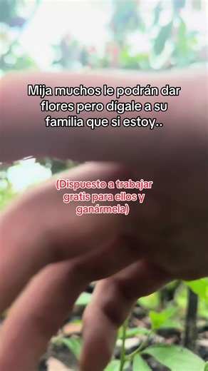 Dígales que yo sí trabajo, mija linda — Frase para dedicar