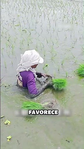 🌱 How they grow rice in flooded fields