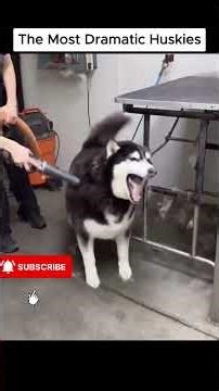 THE MOST DRAMATIC HUSKIES 😂