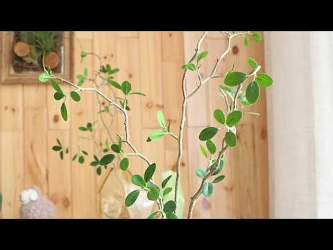 🌿 No Maintenance Plants?! Realistic Faux Greenery Review | Home Decor Upgrade