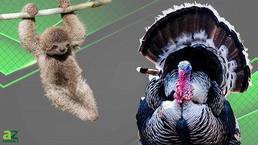 Strong Enough To Survive: The 10 Weakest Animals In The World