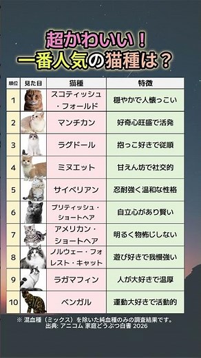 【震えた】可愛すぎる…！日本で今一番人気の猫種ランキングTOP10
